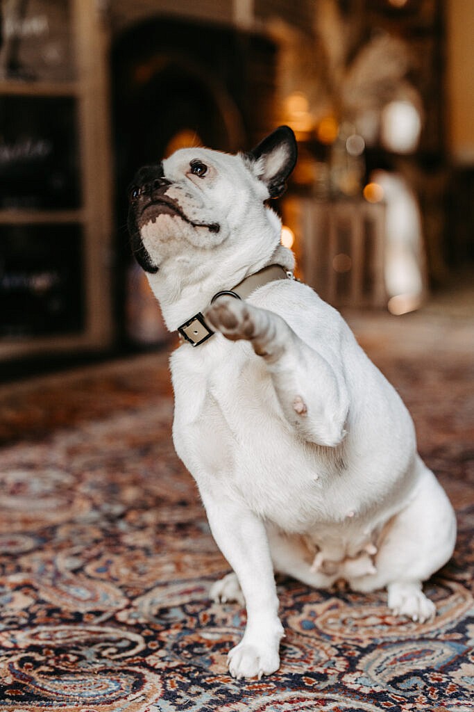 Foto von einem Hund bei einer Hochzeit im Gutshof Szilagyi 